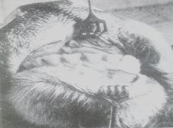 ?ap Hastal???na yakalanm?? hayvan?n di? Etlerinde olu?an lezyonlar